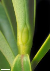 Veronica cryptomorpha. Leaf bud with acute sinus. Scale = 1 mm.
 Image: W.M. Malcolm © Te Papa CC-BY-NC 3.0 NZ